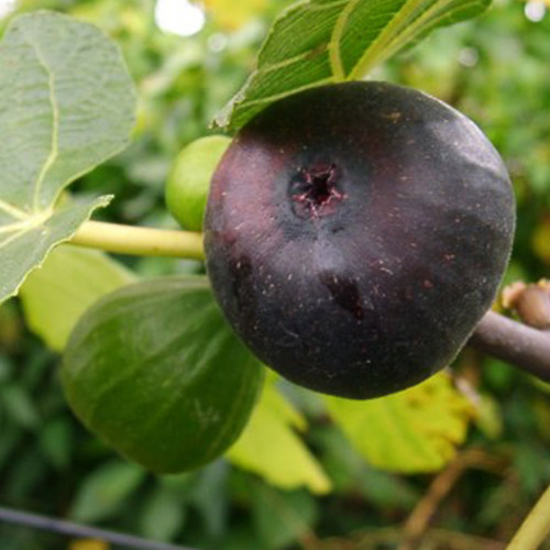 Саженцы инжира Муасон - 1-летний Черновцы - изображение 1