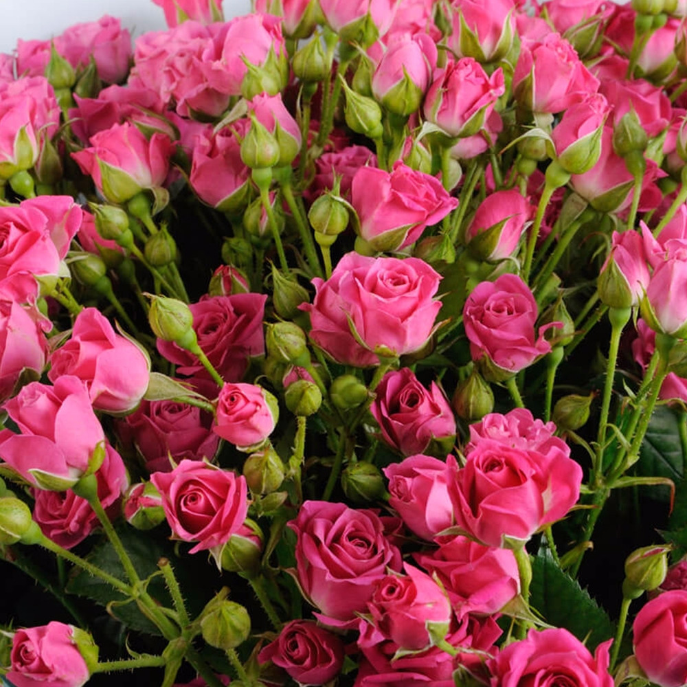 Саджанці бордюрних троянд Лавлі Лідія (привитий) Чернівці - фото 2