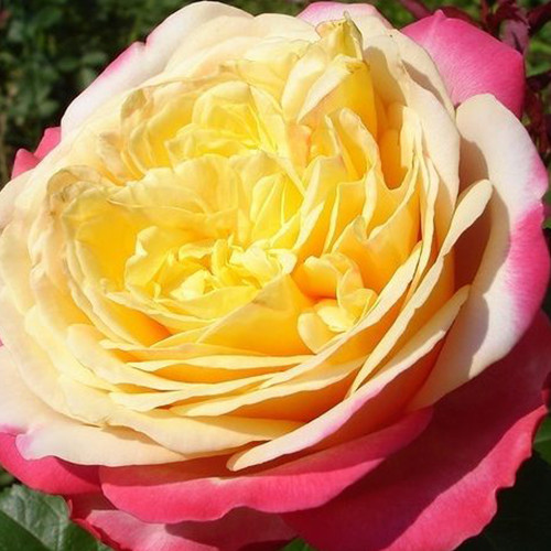 Саджанці троянд Ювілей Кордеса (привитий) - 2-річний Чернівці - фото 1