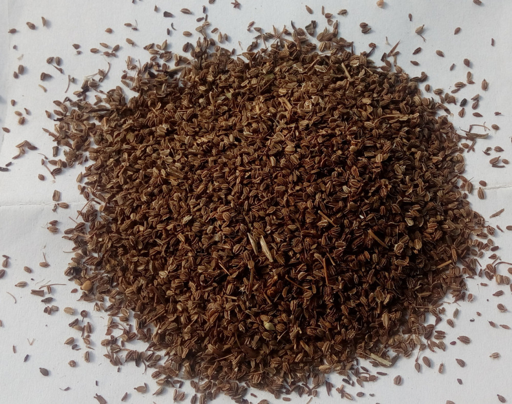 Дика морква (насіння), 1кг. Київ - фото 1