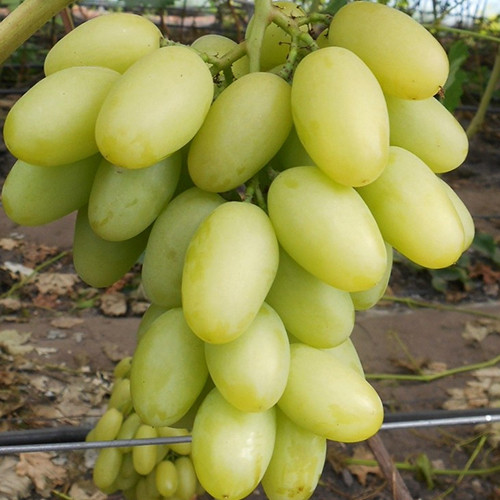 Cаджанці винограду Ілларія (черенкований) - 1-річний Чернівці - фото 1