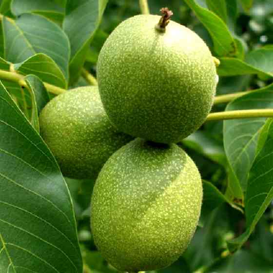 Саджанці грецького горіха Гігант - 3-річний Чернівці