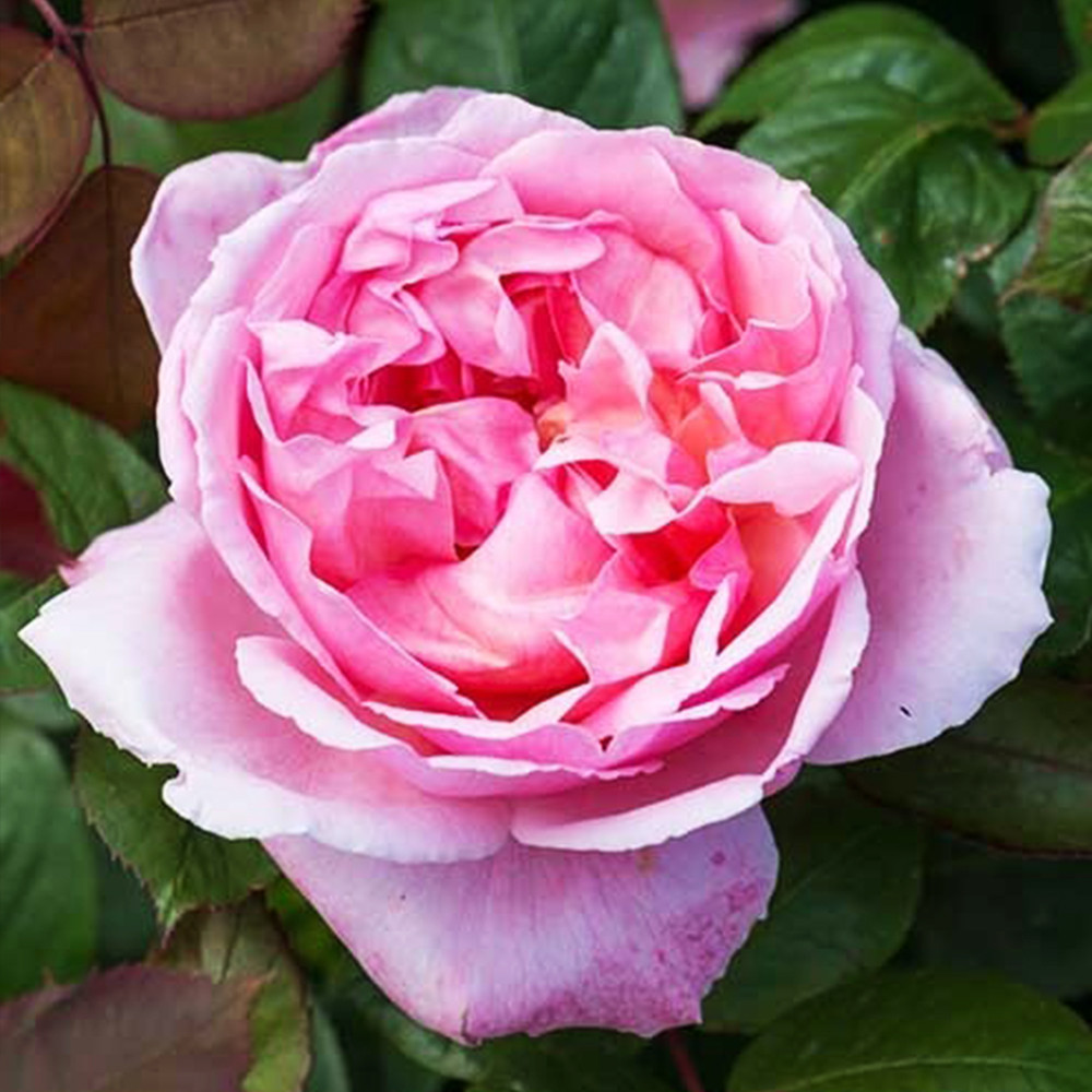 Саджанці англійських піоноподібних троянд Бразе Кадфаель (привитий) Чернівці - фото 1