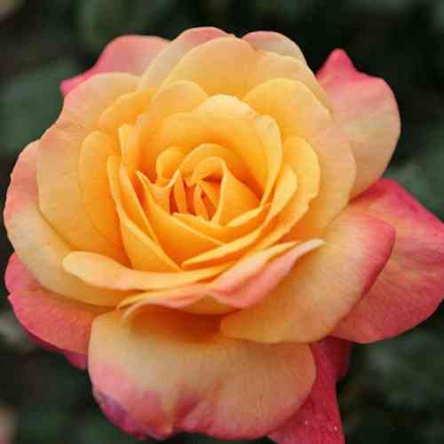 Саженцы роз Экзотика (привитый) - 2-летний Черновцы