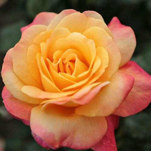 Саженцы роз Экзотика (привитый) - 2-летний Черновцы - изображение 1