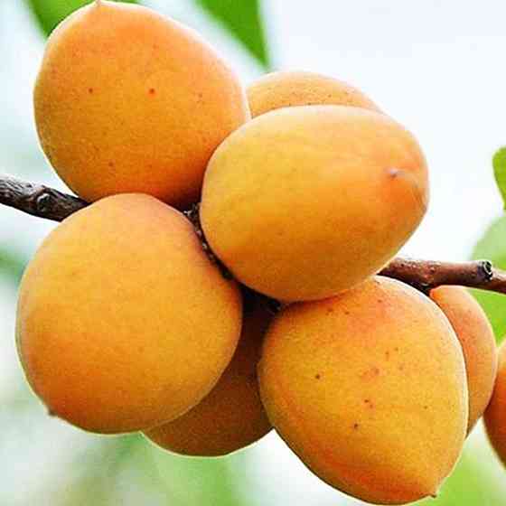 Саджанці абрикоса Мелітопольський Ранній (привитий) - 2-річний Чернівці