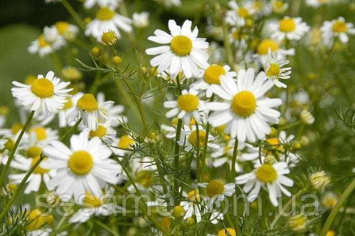 Ромашка цветки (пак/50грамм) Харьков - изображение 2