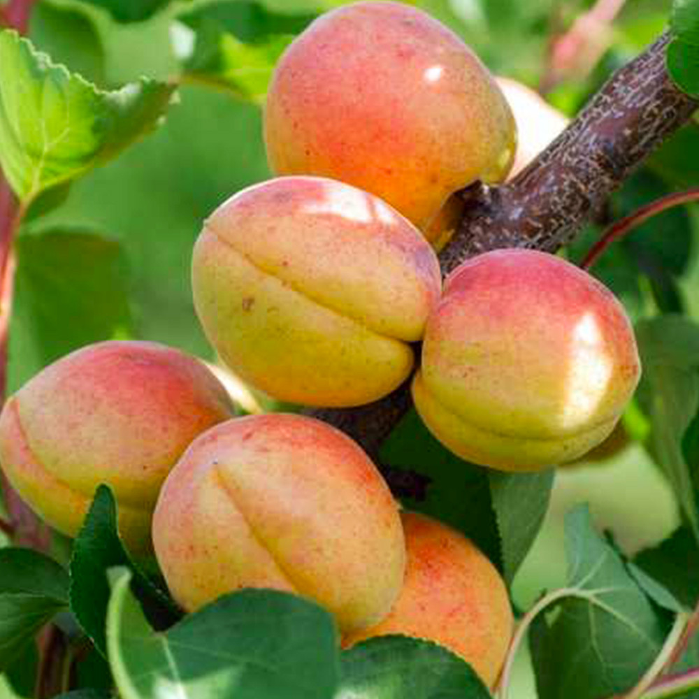 Саженцы колоновидного абрикоса Радости Жизни (привитый) Черновцы - изображение 1