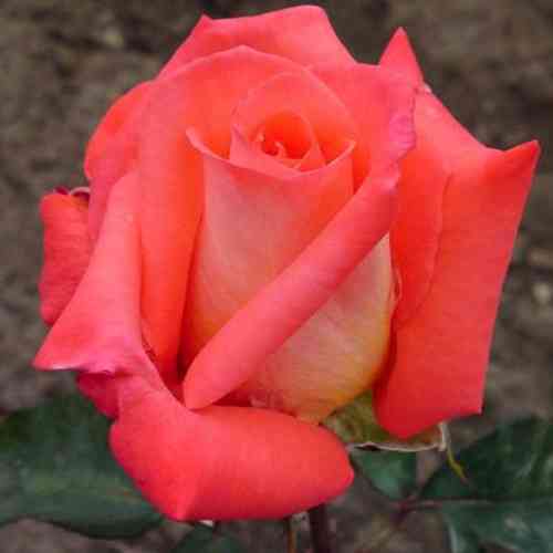 Саженцы роз Фольклор (привитый) - 2-летний Черновцы