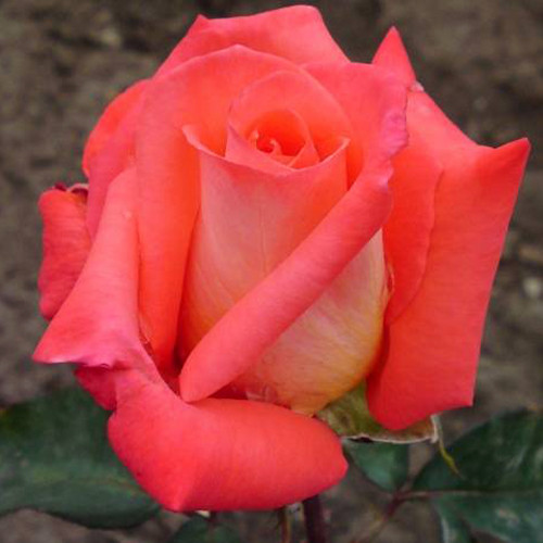 Саджанці троянд Фольклор (привитий) - 2-річний Чернівці - фото 1