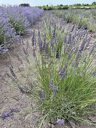 Однорічні саджанці лавандину Гроссо з відкритою кореневою системою Ірпінь