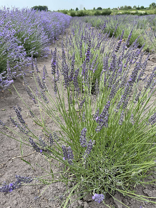 Однорічні саджанці лавандину Гроссо з відкритою кореневою системою Ірпінь - фото 2