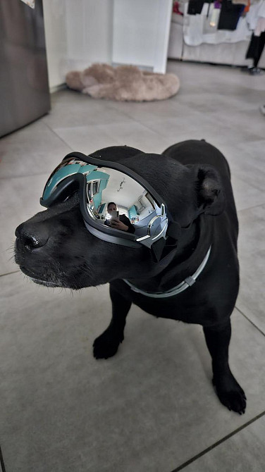 Захисні окуляри для собак з УФ-захистом, регульовані, вітрозахисні, водонепроникні, проти запотівання, для великих порід Київ - фото 9
