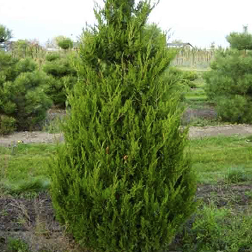 Саджанці ялівцю Спартанський (черенкований) - 3-річний Чернівці - фото 1