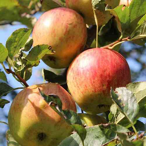 Саджанці яблуні Аріва (привитий) - 1-річний Чернівці