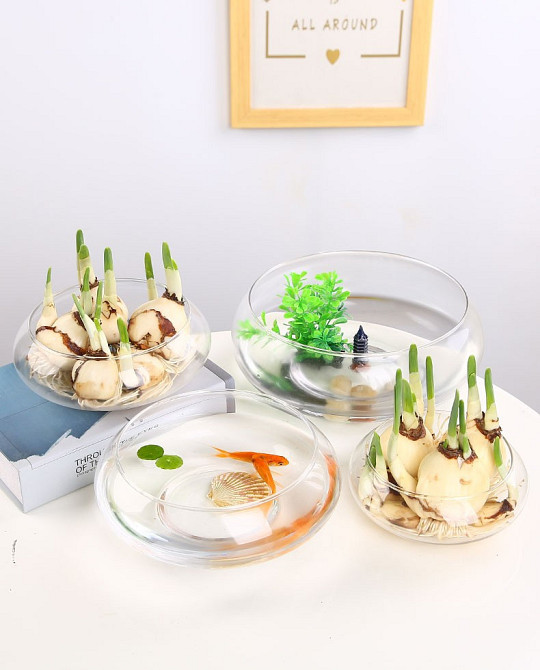 Емкость для флориума диаметр 15 см Чаша для флориума, мосариума, цветочных композиций 250 Одесса - изображение 4