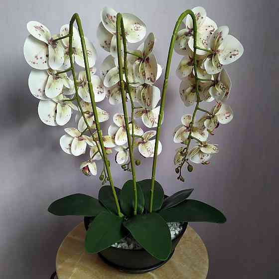 Штучна латексна орхідея VIP у керамічному кашпо графіт на три гілки білих з бордовою точкою Дніпро