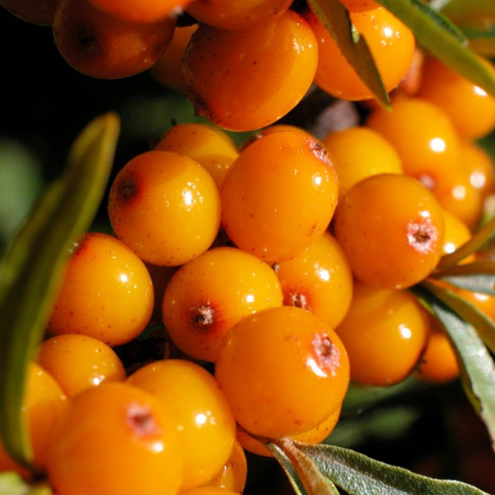 Саджанці обліпихи Лебідь+Либідь (Пара) Чернівці - фото 1