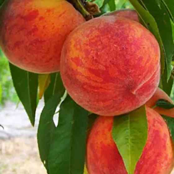 Саженцы персика Инка (привитый) - 1-летний Черновцы