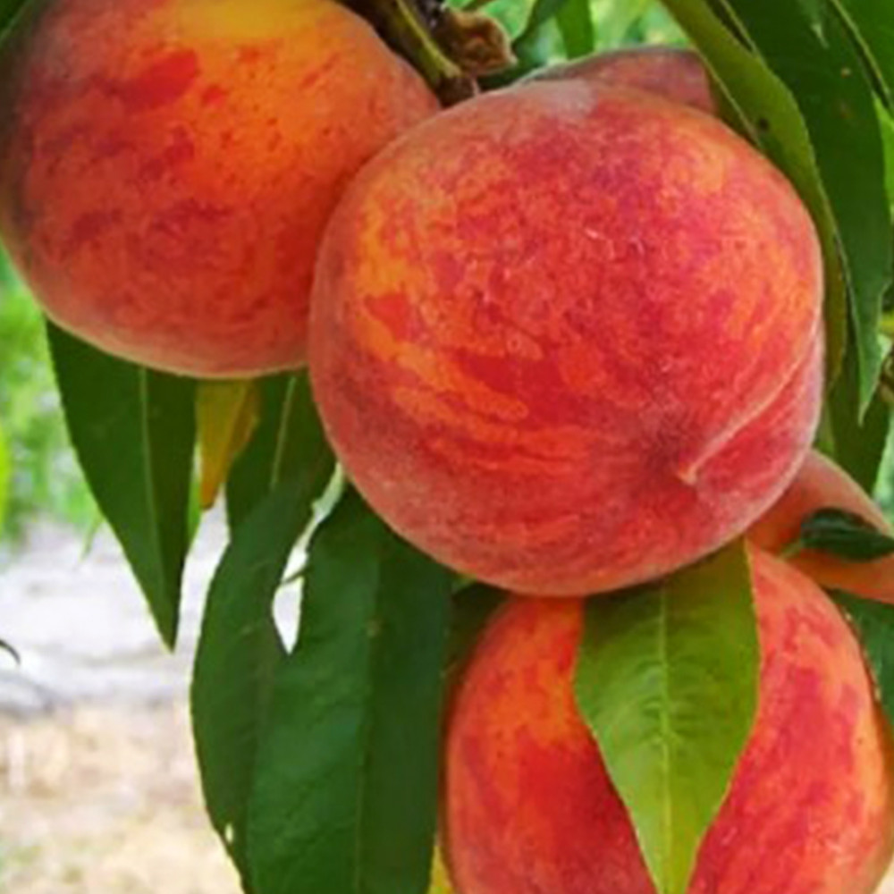 Саджанці персика Інка (привитий) - 1-річний Чернівці - фото 3