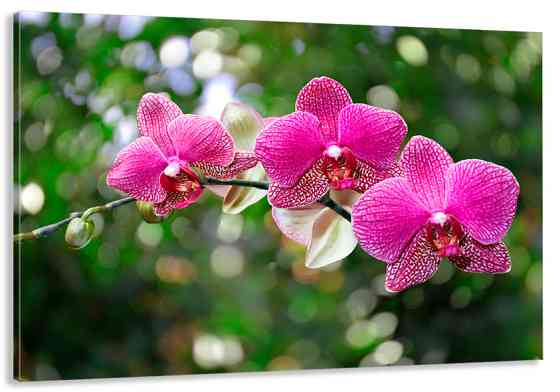 Картина холст в гостиную / спальню Рожева Орхідея   MLP_93 80х160см Киев