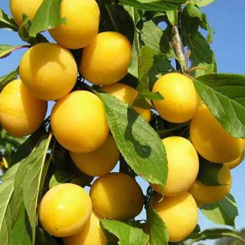 Саженцы колоновидной сливы Абрикосовая (привитый) - 1-летний Черновцы