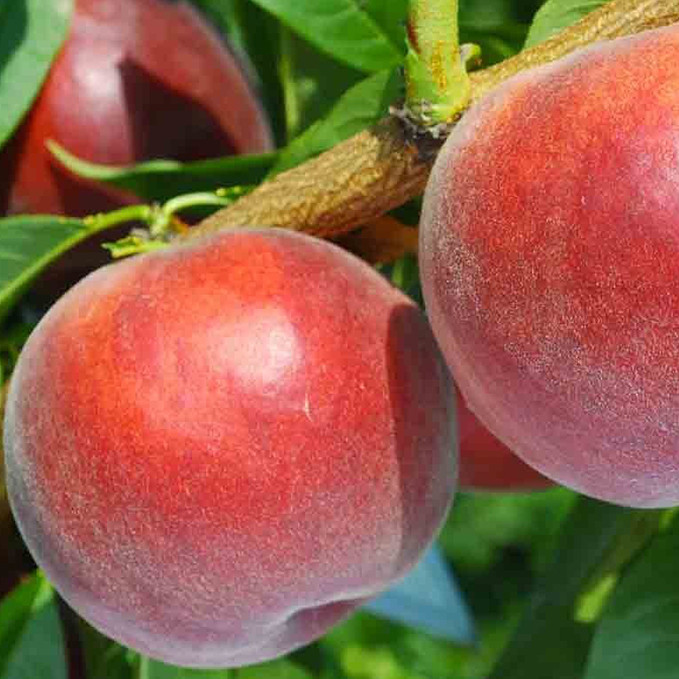 Саджанці персика Харбінгер (привитий) - 2-річний Чернівці - фото 1