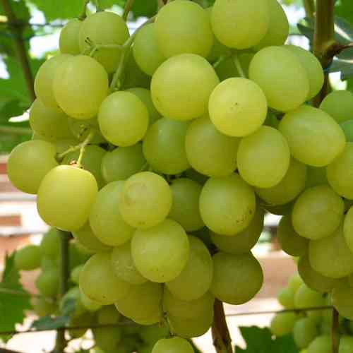 Cаджанці винограду Озон (черенкований) - 2-річний Чернівці