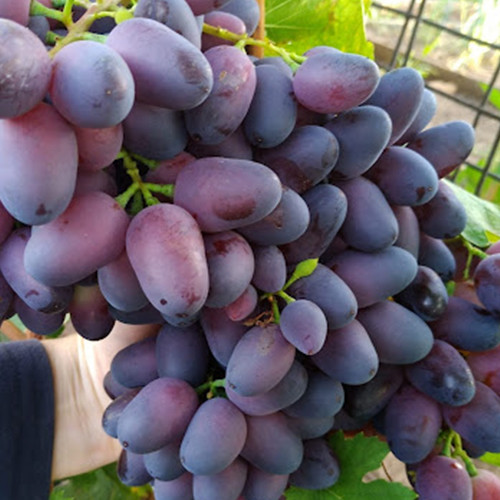 Cаджанці винограду Красотка (черенкований) - 1-річний Чернівці - фото 1