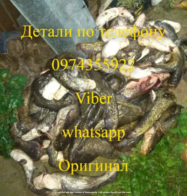 Samus 1000 Samus 725 Rich P 2000 Rich AC 5 Rich Admiral Кропивницький - фото 12