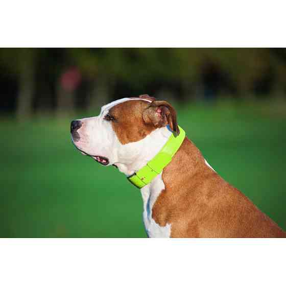 Нашийник для собак шкіряний WAUDOG Glamour з QR паспортом, без прикрас, L, Ш 25 мм, Дов 38-49 с Коломыя