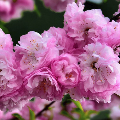 Саженцы миндаля на штамбе Китайский Махровый (привитый) - 2-летний Черновцы - изображение 1