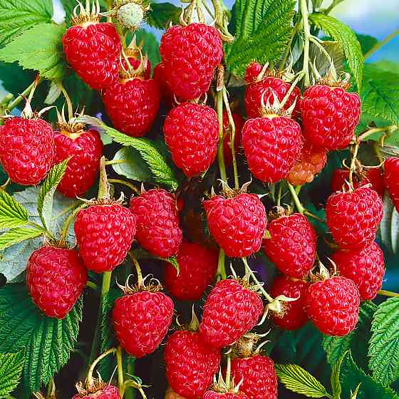 Саджанці малинового дерева Краса (черенкований) - 2-річний Чернівці