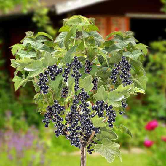 Саджанці смородини на штамбі Вернісаж (привитий) - 2-річний Чернівці