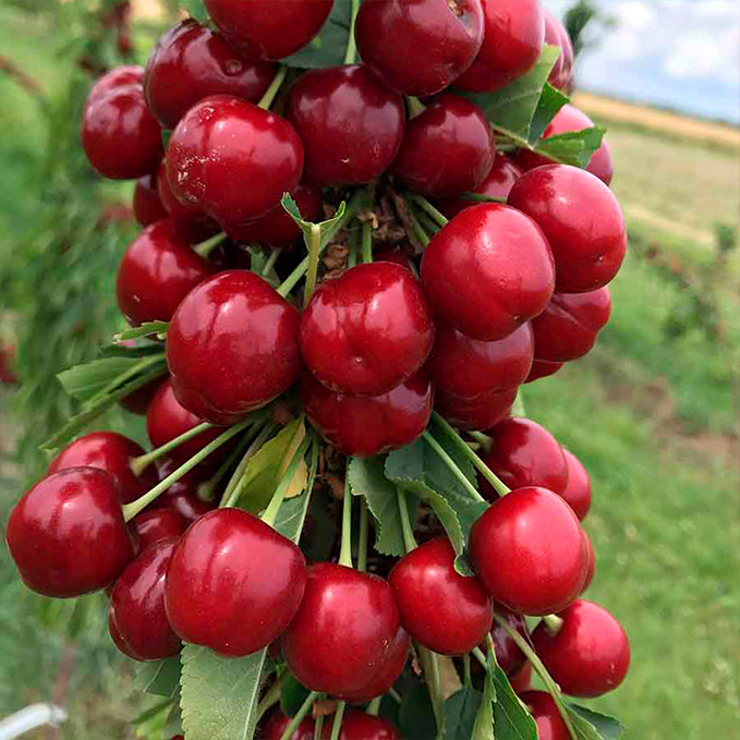 Саджанці черешні Роял Хелен (привитий) - 2-річний Чернівці - фото 1