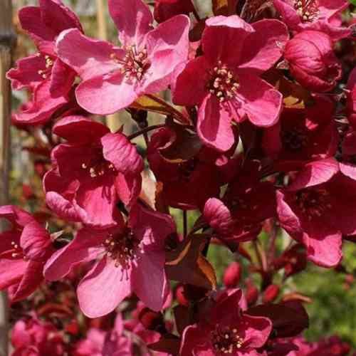 Саженцы яблони Японская (привитой) - 1-летний Черновцы