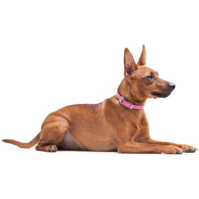 Нашийник для тварин WAUDOG Classic шкіряний 12 мм х 21-29 см рожевий (02027) Вінниця - фото 7