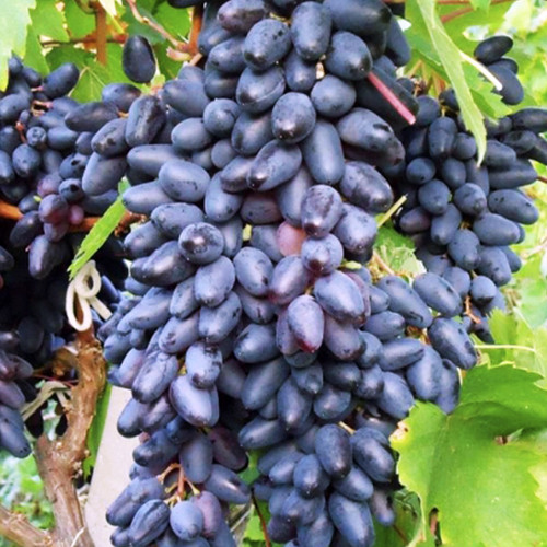 Саженцы винограда Сувенир Васьковского (черенкованный) - 2-летний Черновцы - изображение 1