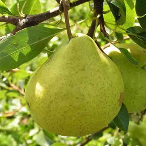 Саженцы груши Золотоворотская (привитый) - 1-летний Черновцы