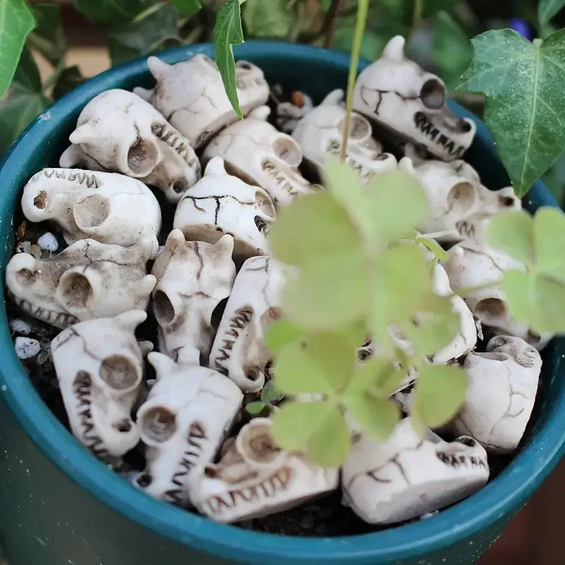 Набор «Черепа дракона» из смолы – 10 штук для декора Киев - изображение 3