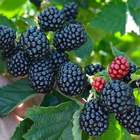 Саджанці ожини Кіова (черенкований) - 2-річний Чернівці