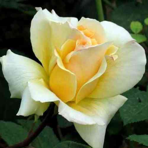 Саджанці троянд Еліна (привитий) - 2-річний Чернівці