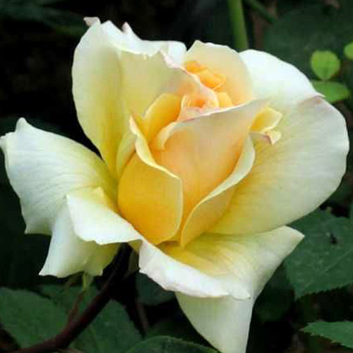 Саджанці троянд Еліна (привитий) - 2-річний Чернівці - фото 1