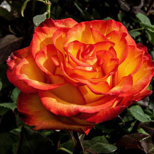 Саженцы роз Оранж Меджик (привитый) - 2-летний Черновцы - изображение 1