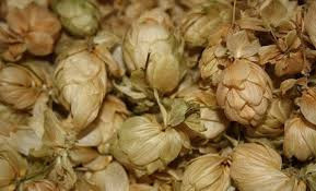 Хміль, 1кг. Київ - фото 1