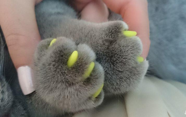 Антицарапки для котів S (2.5-4 кг) пластикові накладки Київ - фото 5