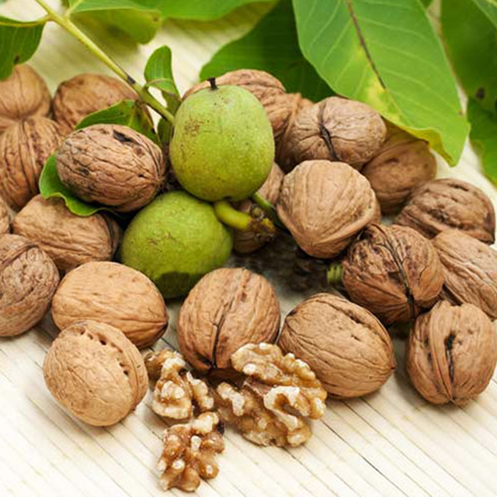 Саджанці грецького горіха Левіна (привитий) - 2-річний Чернівці - фото 2