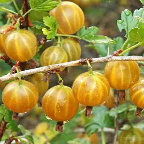 Саджанці агрусу Медовий (черенкований) - 1-річний Чернівці