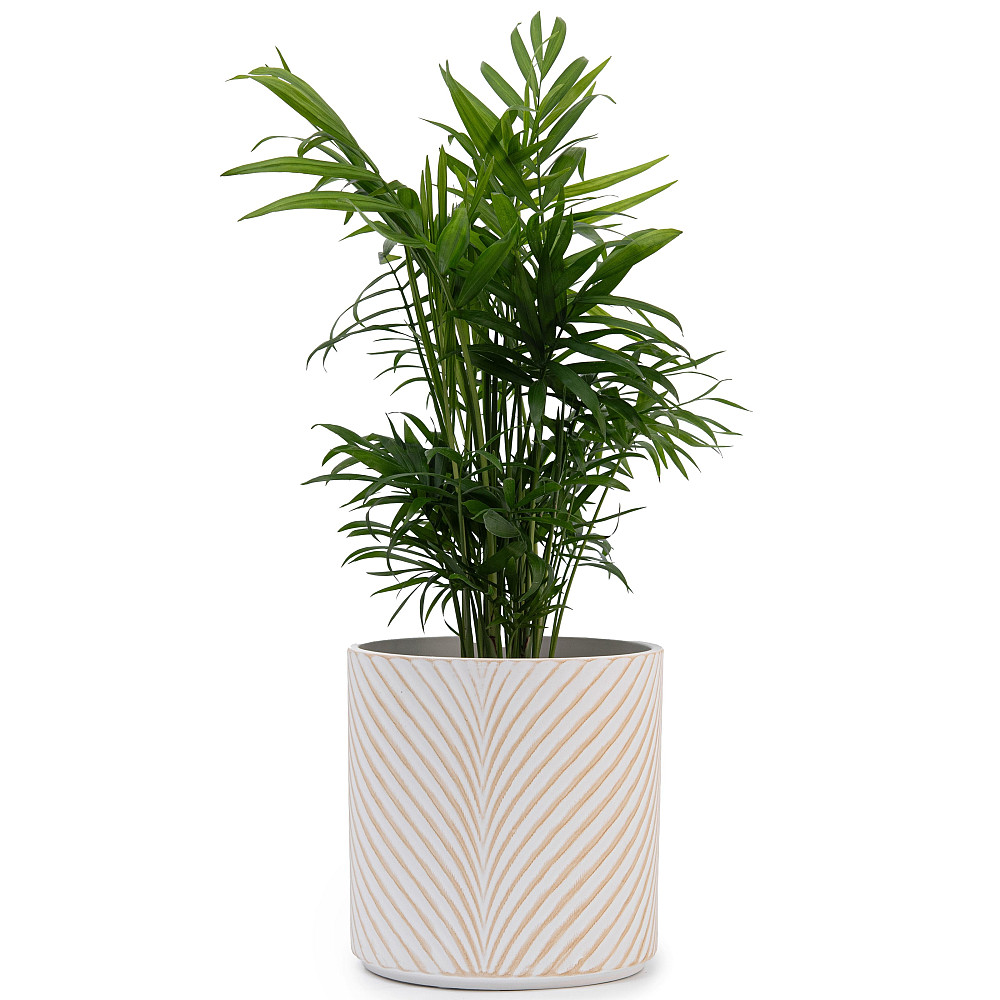 elemi Набір кашпо для квітів керамічні elemi "Листок" (13"; 16"; 19") (1,3 л; 2,3 л; 4,5 л) біл Коломыя - изображение 2