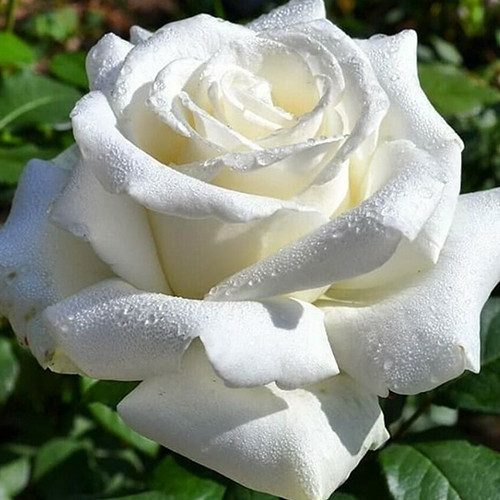 Саджанці троянд Снігова Королева (привитий) - 2-річний Чернівці - фото 1